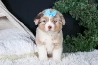 SCOOTER, a male Miniature Australian Shepherd for sale in Baltic, OH – Photo 8 of 10