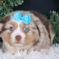 SCOOTER, a male Miniature Australian Shepherd for sale in Baltic, OH – Photo 3 of 10
