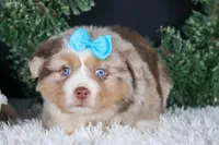 SCOOTER, a male Miniature Australian Shepherd for sale in Baltic, OH – Photo 3 of 10
