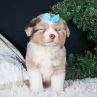 SCOOTER, a male Miniature Australian Shepherd for sale in Baltic, OH – Photo 6 of 10