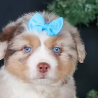 SCOOTER, a male Miniature Australian Shepherd for sale in Baltic, OH – Photo 10 of 10