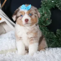 SCOOTER, a male Miniature Australian Shepherd for sale in Baltic, OH – Photo 1 of 10