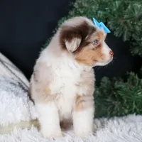 SCOOTER, a male Miniature Australian Shepherd for sale in Baltic, OH – Photo 5 of 10