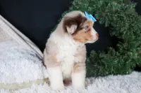 SCOOTER, a male Miniature Australian Shepherd for sale in Baltic, OH – Photo 5 of 10