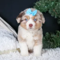 SCOOTER, a male Miniature Australian Shepherd for sale in Baltic, OH – Photo 9 of 10