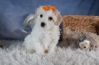 FROSTY, a male Havapoo for sale in Baltic, OH – Photo 3 of 10