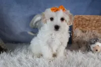 FROSTY, a male Havapoo for sale in Baltic, OH – Photo 2 of 10