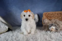 FROSTY, a male Havapoo for sale in Baltic, OH – Photo 8 of 10