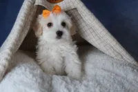 FROSTY, a male Havapoo for sale in Baltic, OH – Photo 1 of 10