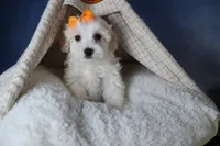 FROSTY, a male Havapoo for sale in Baltic, OH – Photo 9 of 10