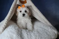 FROSTY, a male Havapoo for sale in Baltic, OH – Photo 10 of 10