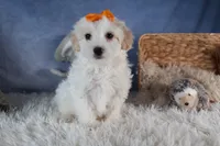 FROSTY, a male Havapoo for sale in Baltic, OH – Photo 6 of 10