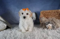 FROSTY, a male Havapoo for sale in Baltic, OH – Photo 4 of 10