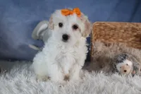 FROSTY, a male Havapoo for sale in Baltic, OH – Photo 5 of 10