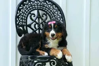 SALLY, a female Bernese Mountain Dog for sale in Baltic, OH – 3 of 10