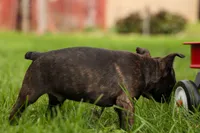 BUDDY, a male Frenchton for sale in Baltic, OH – 3 of 10