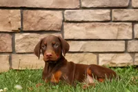 DUKE, a male Doberman Pinscher for sale in Baltic, OH – 4 of 10