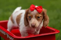 OSCAR, a male Miniature Dachshund for sale in Baltic, OH – 6 of 10
