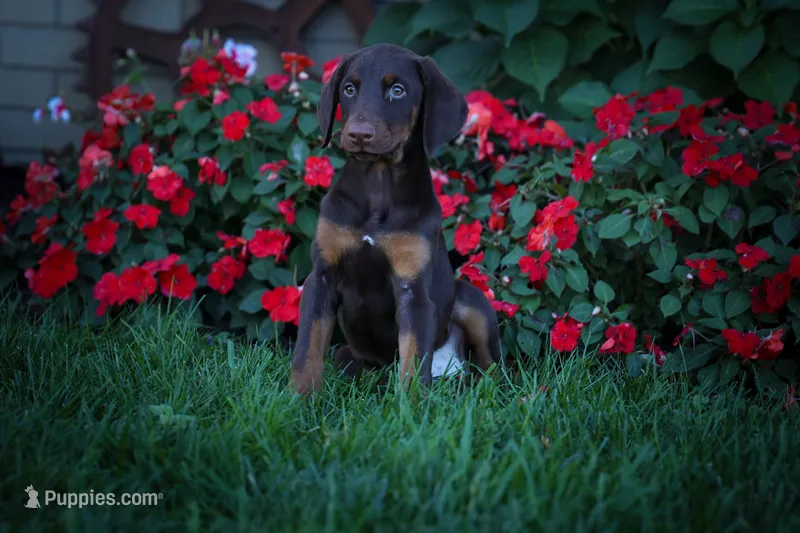 PENNY – Doberman Pinscher puppy for sale in Baltic, OH