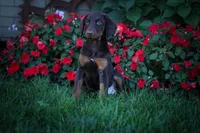 PENNY, a female Doberman Pinscher for sale in Baltic, OH – 1 of 9