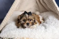 GIGI, a male Shih Tzu for sale in Baltic, OH – Photo 10 of 10