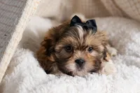 GIGI, a male Shih Tzu for sale in Baltic, OH – Photo 9 of 10