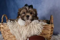 GIGI, a male Shih Tzu for sale in Baltic, OH – Photo 6 of 10