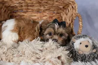 GIGI, a male Shih Tzu for sale in Baltic, OH – Photo 8 of 10