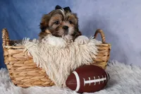 GIGI, a male Shih Tzu for sale in Baltic, OH – Photo 5 of 10