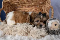 GIGI, a male Shih Tzu for sale in Baltic, OH – Photo 7 of 10