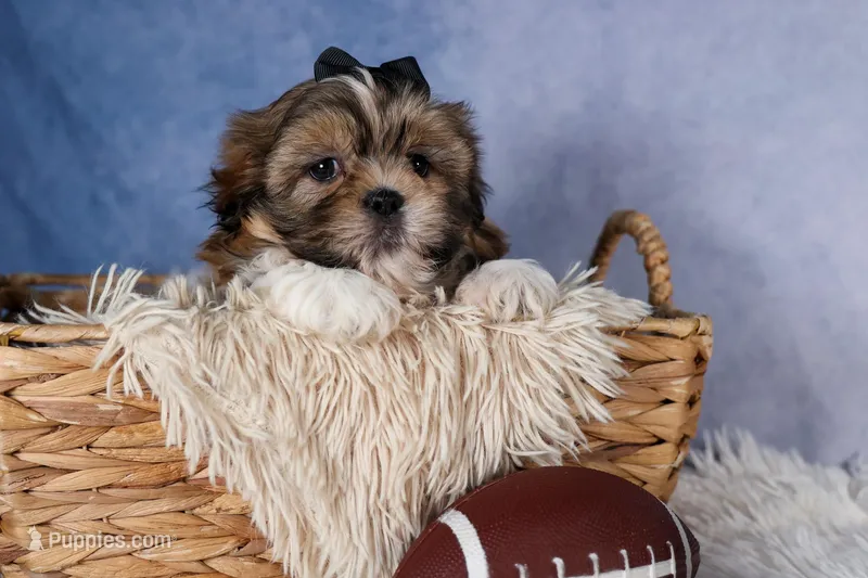 GIGI, a male Shih Tzu for sale in Baltic, OH – Photo 1 of 10