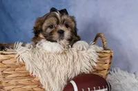 GIGI, a male Shih Tzu for sale in Baltic, OH – Photo 1 of 10