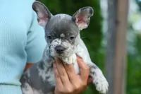 MINDY, a male Frenchton for sale in Baltic, OH – 6 of 9