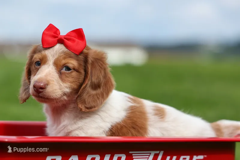 OSCAR – Miniature Dachshund puppy for sale in Baltic, OH