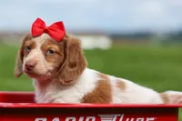OSCAR, a male Miniature Dachshund for sale in Baltic, OH – 1 of 10