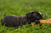 BAILEY, a male Frenchton for sale in Baltic, OH – 7 of 9