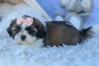 SALLY, a female Shih Tzu for sale in Baltic, OH – 2 of 10