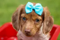 OLIVER, a male Miniature Dachshund for sale in Baltic, OH – 7 of 10