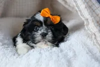 HARLEY, a male Shih Tzu for sale in Baltic, OH – Photo 10 of 10