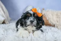 HARLEY, a male Shih Tzu for sale in Baltic, OH – Photo 6 of 10