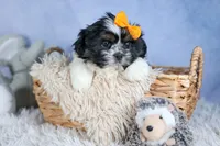 HARLEY, a male Shih Tzu for sale in Baltic, OH – Photo 8 of 10
