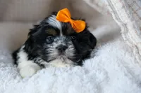 HARLEY, a male Shih Tzu for sale in Baltic, OH – Photo 9 of 10