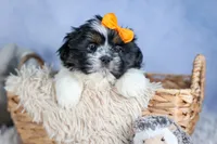 HARLEY, a male Shih Tzu for sale in Baltic, OH – Photo 3 of 10