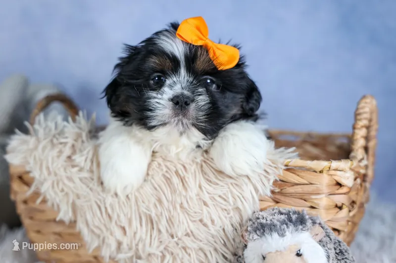HARLEY – Shih Tzu puppy for sale in Baltic, OH