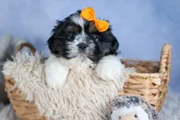 HARLEY, a male Shih Tzu for sale in Baltic, OH – Photo 1 of 10