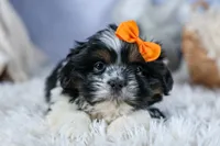 HARLEY, a male Shih Tzu for sale in Baltic, OH – Photo 5 of 10