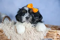 HARLEY, a male Shih Tzu for sale in Baltic, OH – Photo 7 of 10
