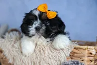 HARLEY, a male Shih Tzu for sale in Baltic, OH – Photo 2 of 10