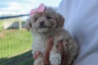 OREO, a male Havapoo for sale in Baltic, OH – 8 of 10