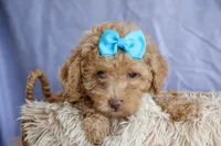 ARCHIE, a male Poodle - Miniature  for sale in Baltic, OH – 10 of 10
